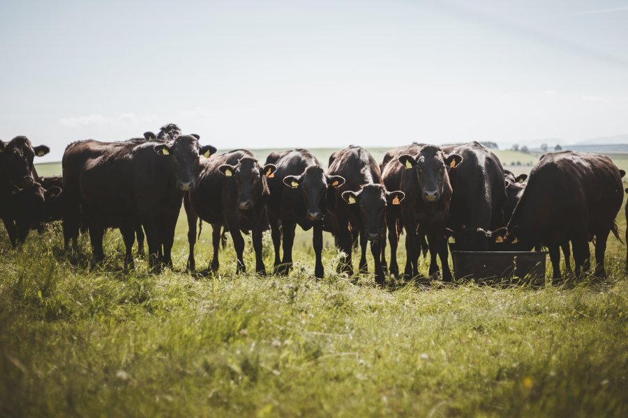 Specialised Wagyu genetics are used on 80 British dairy farms to produce a Wagyu cross animal