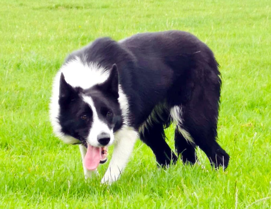 The sheepdog has set a record as the most expensive dog under 12 months old, selling for £12,000