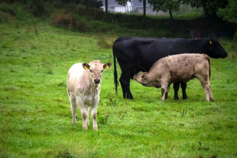 Rearing strategy change returns a higher profit for a Welsh beef suckler enterprise