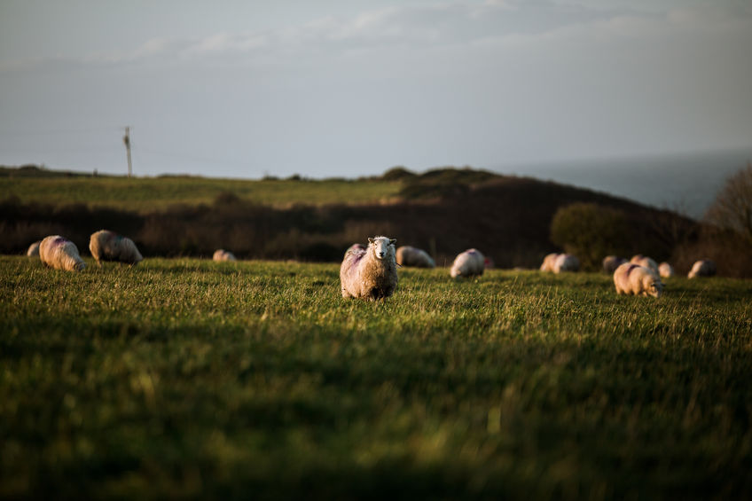 Tir Dewi was formed in response to a growing need to help Welsh farmers in difficult times