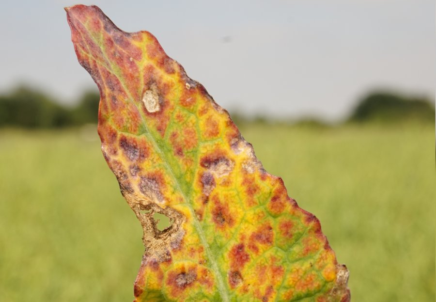 Turnip yellows virus (TuYV) is endemic across oilseed rape crops in the UK, plant breeders Limagrain warns