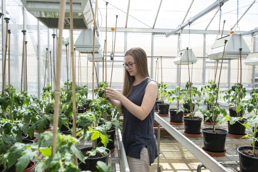 Tomato producers are being asked to send leaves with a substantial amount of powdery mildew on them