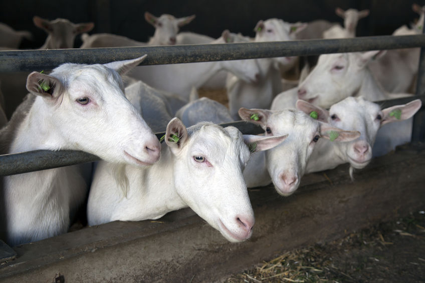 Goat milk and cheese produced by St Helen's Farm are stocked by retailers including Tesco, Sainsbury’s, Waitrose and Ocado (Stock photo)