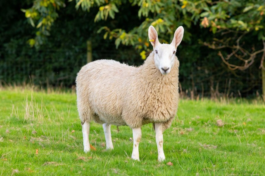 Farmers have been told to keep registering rare breeds despite the Covid-19 crisis and its impact on summer shows and sales