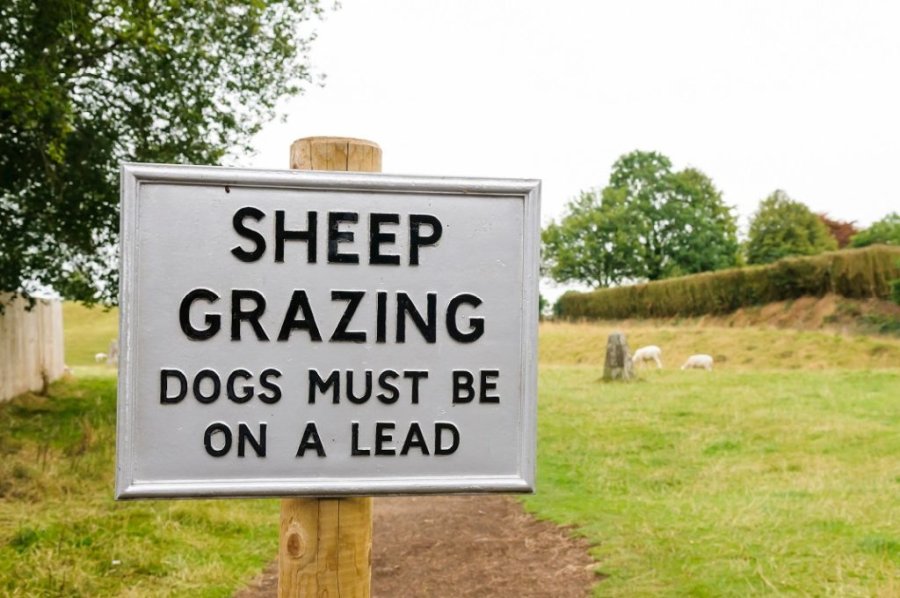 Police are concerned that as Covid restrictions are lifted, more people will travel to the countryside and walk their dogs around sheep without care