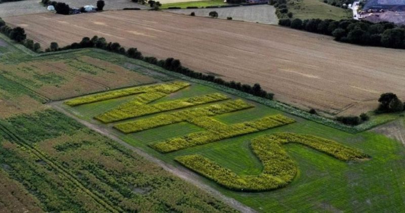 Olly Harrison’s floral tribute to the NHS is now in full bloom at his farm in Tarbock, Prescot