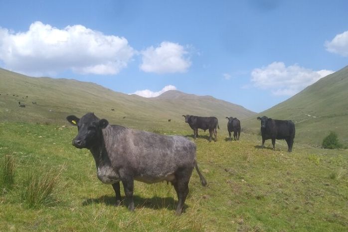 Kirkton Farm in the Highlands has been named Beef Shorthorn Cattle Society's new Focus Farm