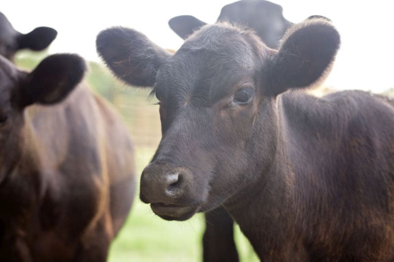 The figures may show a positive sign for the future of the beef industry in Wales, according to analysis