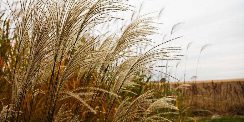 As climate change becomes increasingly difficult to ignore, scientists are working to diversify and improve renewable bioenergy crops (Photo: University of Illinois)