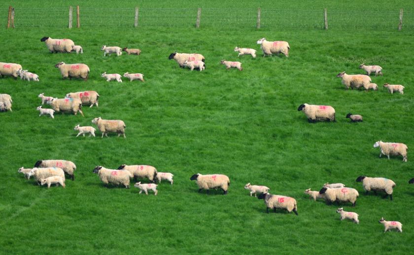 Farmers have been told to weigh their lambs regularly and sell them when they are at their prime