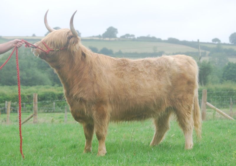 The cattle did not have to be ‘dressed’ for a show or even on a halter, giving opportunities for farmers to participate and show off their cattle