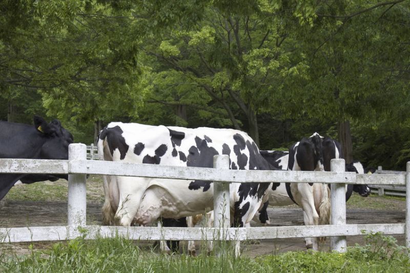 Figures show thousands of cattle have gone missing in Northern Ireland in the last 4 years