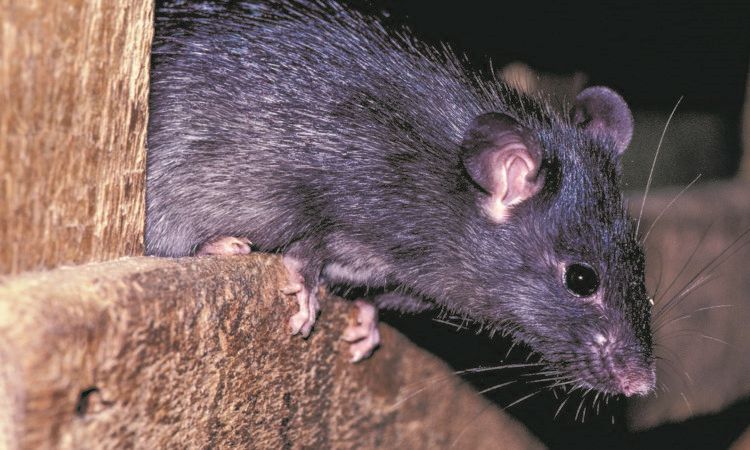 The survey is available to complete online until late September and aims to establish how often farmers are using rodenticides