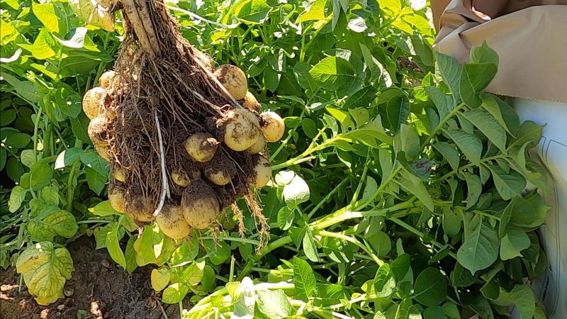 Salad potato variety Jacky has been described as a 'real game changer'