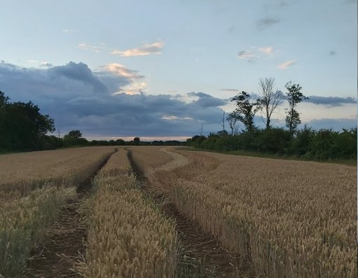 Police received reports that a 4x4 was driving off road and had caused damage to crops (Photo: Essex Police Rural Engagement Team)