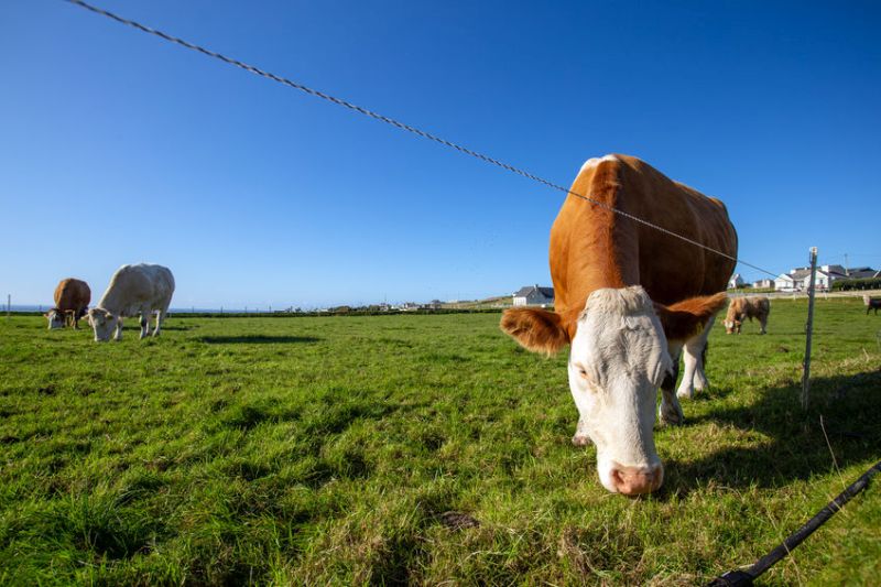 Around 42,000 beef producers will be eligible to apply for the scheme