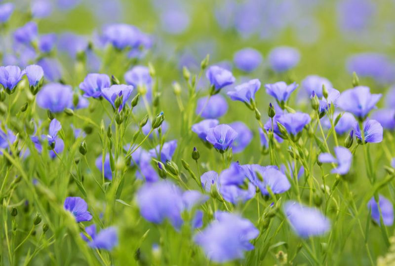 The industry will be able to protect the quality and yield of linseed crops this harvest