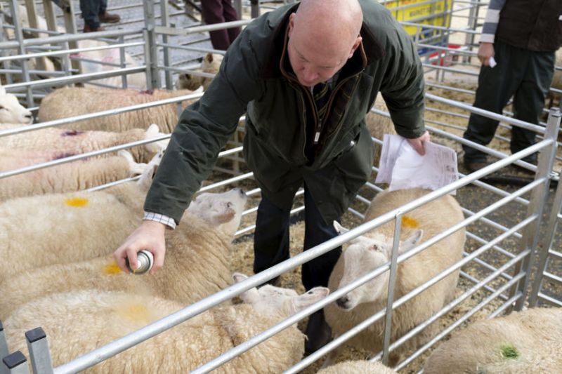 Auctioneers say livestock auction marts guarantee farmers better protection than private sales