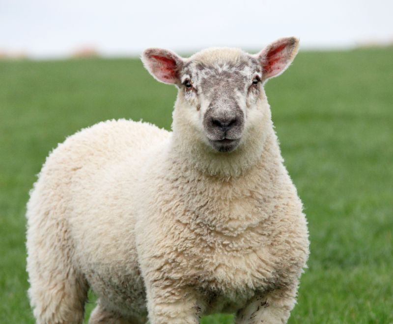 The farmer says he has lost six sheep from dog attacks and sheep worrying this year alone