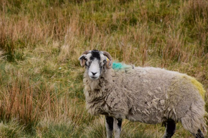 The petition was launched after there were increasing reports that wool fleeces were being dumped into the manure heap rather than being sold to British Wool