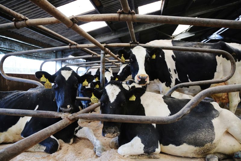 The government funding, from the UKRI’s flagship £236m Strength in Places Fund (SIPF), will help create a more efficient and resilient dairy industry