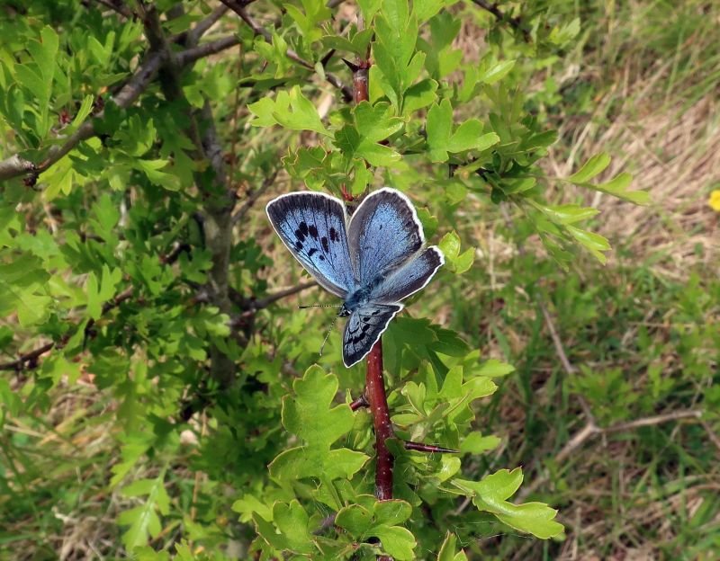 The project marks the largest ever reintroduction of large blues in the UK