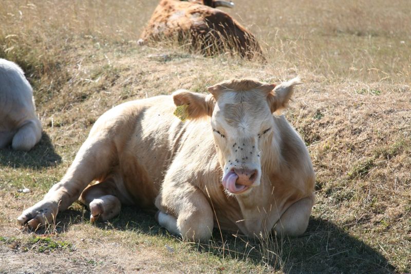 The grazing cows create the ideal conditions for the rare butterflies