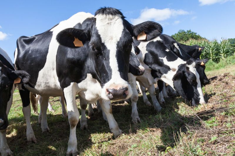 Originally working over four key units, Grosvenor Farms started the expansion of their dairy unit in 2012