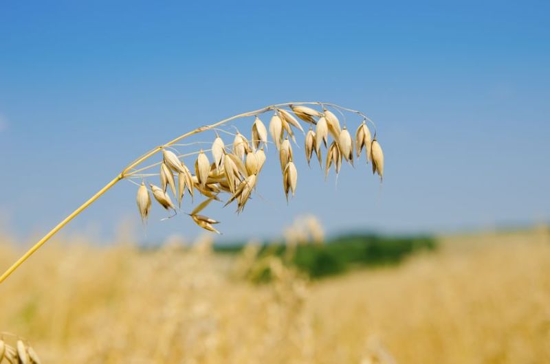 Farmers based in Aberdeenshire investigated a new supply chain using Blockchain