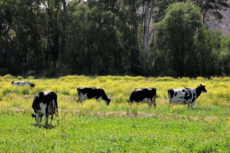 Drinking milk from cows in the UK uses 11 times less soya than consuming drinks made directly from soya, the study says