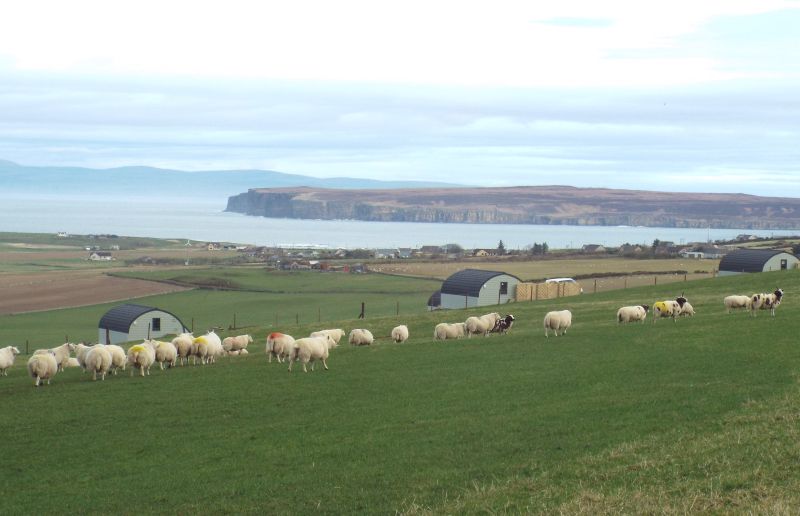 A farming family has planted 24km of hedgerows alongside a range of agri-environment areas on their farm