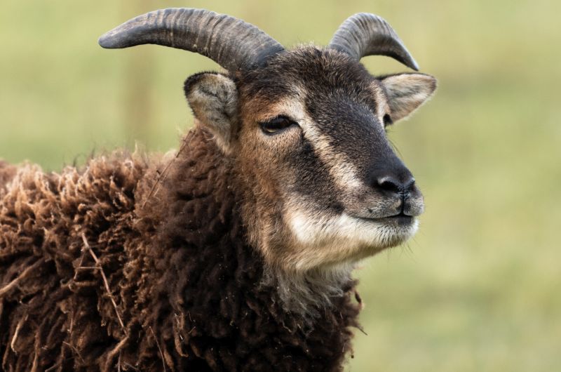 Wild sheep on the remote St Kilda may hold the secret to better health for global livestock