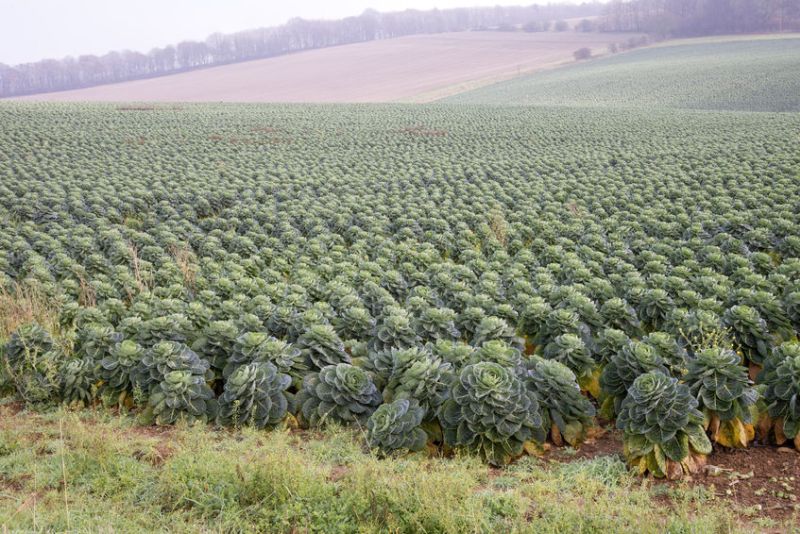 Britons would run out of food today if it was solely reliant on homegrown produce, according to new figures