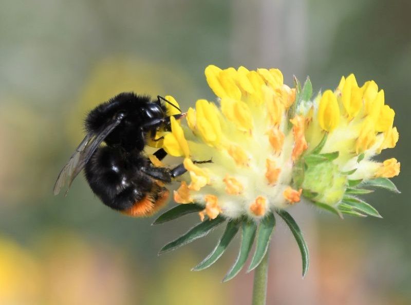 The South Downs National Park Trust, the charity for the National Park, is looking to hear from farmers and landowners that may be available for wildflower planting