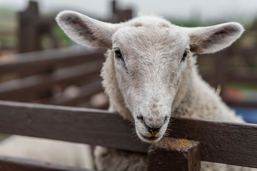 A single case in a market represents a major risk if people do not abide by the rules, the Farmers Union of Wales says