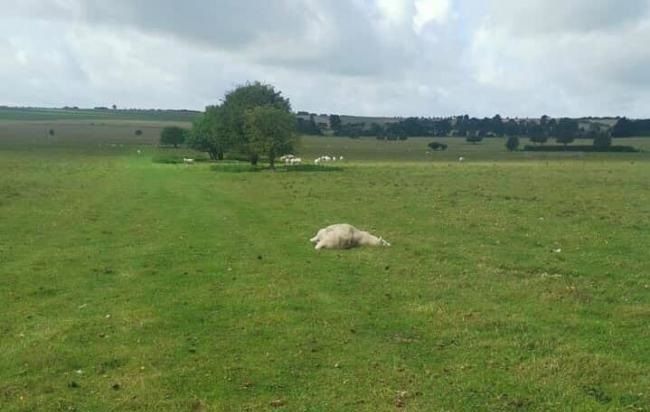 Six sheep were mowed down with a vehicle by suspected hare coursers (Photo: Dorset Police Rural Crime Team)