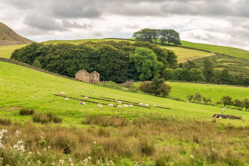 Rent reviews triggered this autumn may not take effect for another 12 months, the Tenant Farmers Association says