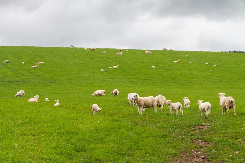 Shipments of UK sheep meat during June 2020 increased to Italy in particular