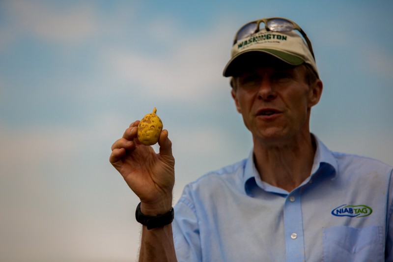 Dr Mark Stalham, Head of NIAB CUF and leader of the AHDB trials in England, says rapid canopy death does not mean rapid skinset