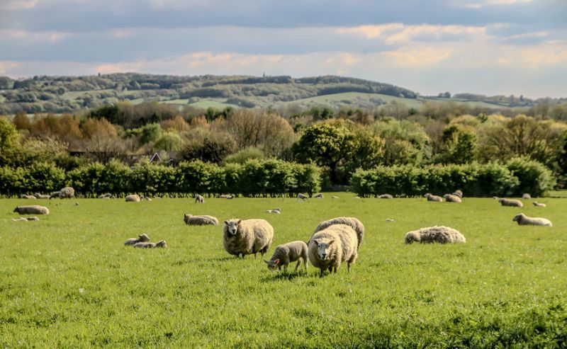 Heavier ewe lambs achieve higher scanning percentages, a new trial has shown