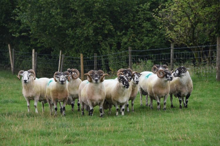 The Welsh Hill Sheep Breeding Index aims to help identify animals that thrive in the hill environment