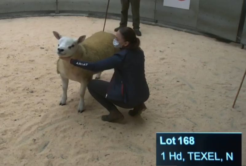 Sportsmans Double Diamond sells at 350,000gns