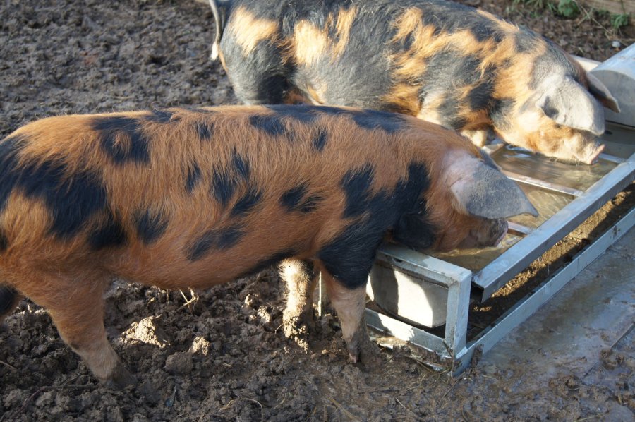 Smallholders, pet pig keepers and hobby keepers are urged to take part in Defra's survey