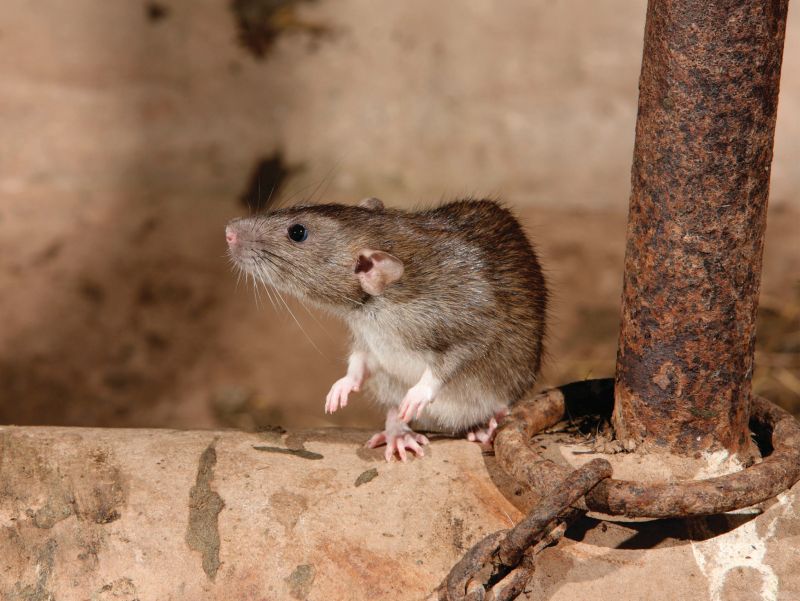 Both rats and mice can cause massive damage to electrical wiring, technology and the structure of the farm building