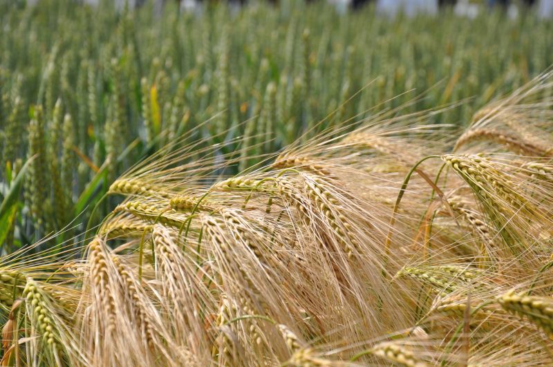 Trials have repeatedly shown hybrid barley to be more competitive against grass weeds than both winter wheat and conventional winter barley