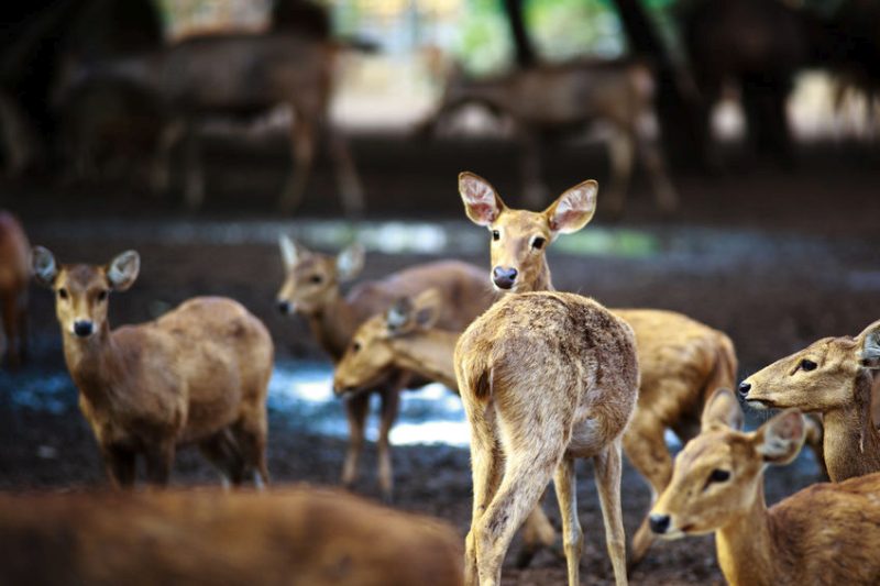 A campaign has been launched to get the British venison market back on track