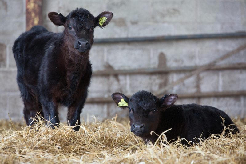 Calves pick up coccidiosis oocysts readily from their environment