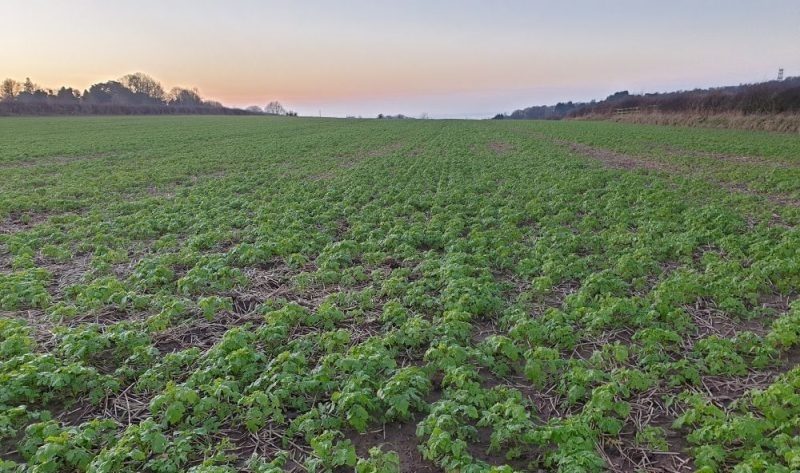 The aim is to help farmers plant winter crops to take up nitrates