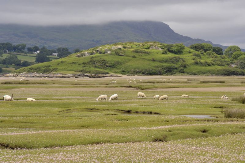 An upland farm in Gwynedd has embarked on trials in a bid to eliminate creep from lamb fattening