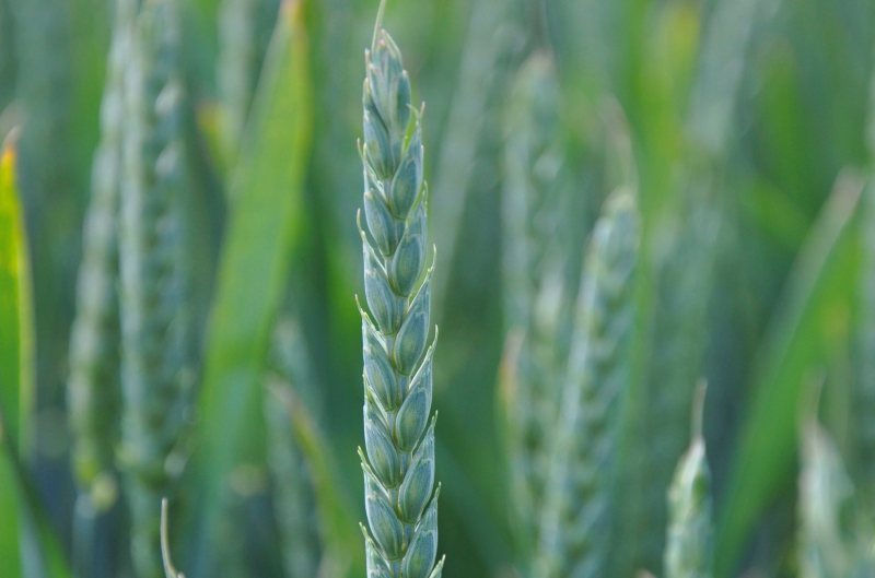 Key risks that growers felt were increased by earlier winter wheat drilling included black-grass, lodging, Septoria tritici and barley yellow dwarf virus
